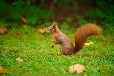 Eurasian squirrel (Sciurus vulgaris), sitting attentively in a meadow with autumn leaf litter,