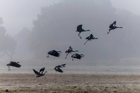 Cranes flying in a quiet, misty meadow landscape, Crane (Grus grus) wildlife, Western Pomerania