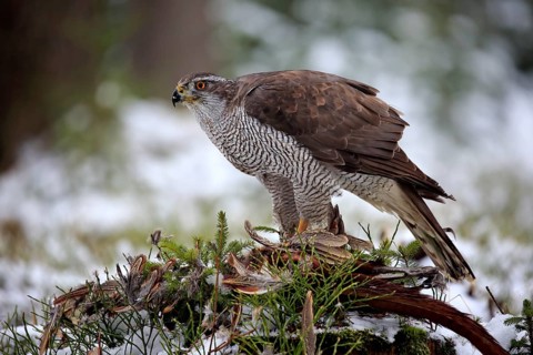 Goshawk (Accipiter gentilis), adult in winter, in the snow, on prey, Zdarske Vrchy,