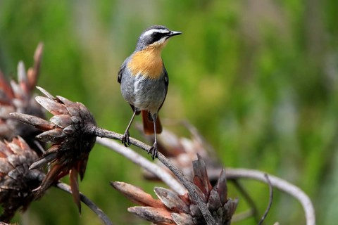 Cossypha caffra, adult, on guard, Protea, Kirstenbosch Botanical Gardens, Cape Town, South Africa,