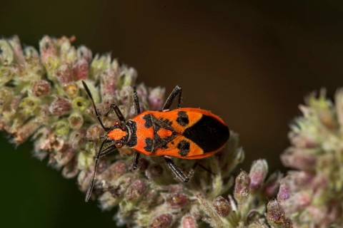 Cinnamon bug (Corizus hyoscyami) on flower buds of horse mint (Mentha longifolia),