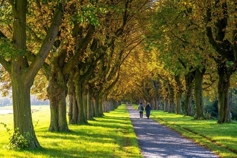Dense chestnut tree avenue at the Rhine dike near Neuss, Deichallee, autumn, colourful leaves,