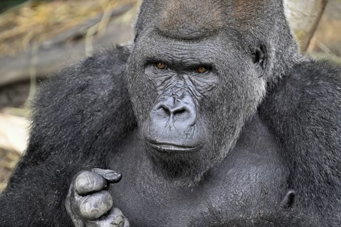 Western lowland gorilla (Gorilla gorilla gorilla), portrait, Réserve Lésio-Louna nature reserve,