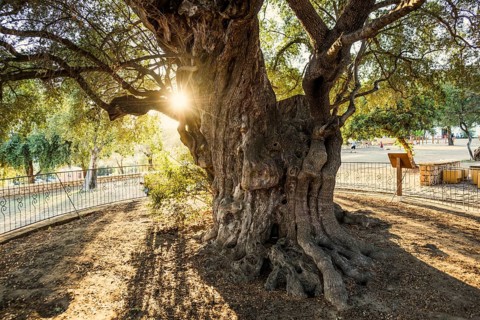 Ancient 1000-year-old olive tree, Santa Maria Navarrese, Gulf of Orosei National Park, Baunei,