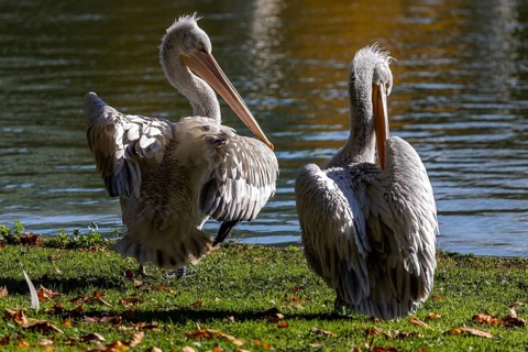Pelicans (Pelecanidae, Pelecanus), preening, in a meadow, captive, Germany, Europe