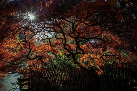 Fan maple (Acer palmatum), picket fence, autumn colours, backlight, Japanese Garden, Zoological