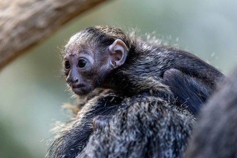 Monk monkey (Pithecia monachus), juvenile sitting on mother, captive, Baden-Württemberg, Germany,