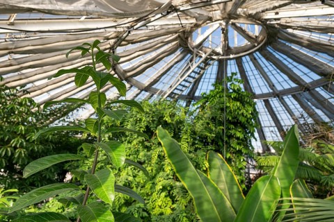 View of lush tropical vegetation up to a decorative domed glass roof structure, historic