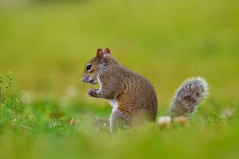 Grey Squirrel (Sciurus carolinensis), on meadow, springtime, Florida, USA, North America