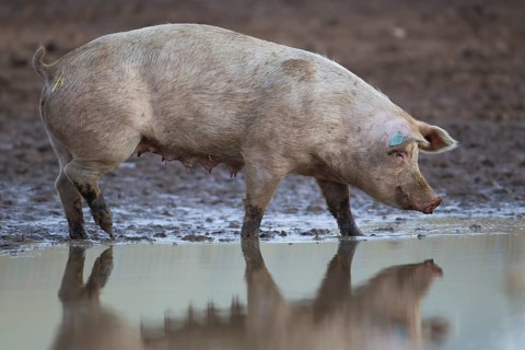 Domestic pig (Sus scrofa domesticus) adult farm animal standing by a puddle in a muddy field,