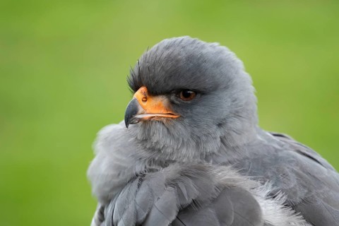 Pale chanting goshawk (Melierax canorus) adult bird of prey head portrait, England, United Kingdom