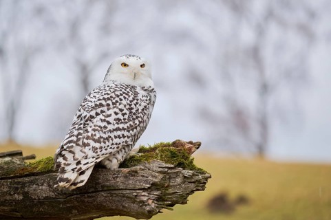 Snowy owl on branch (Bubo scandiacus) captive, Czech Republic, Europe