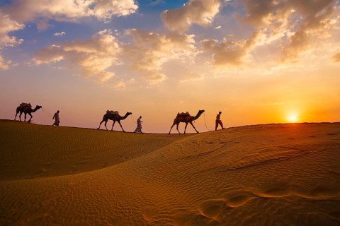 Indian cameleers camel drivers bedouin with camel silhouettes in sand dunes of Thar desert on