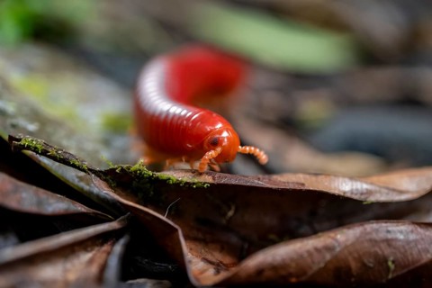 Genome millipede (Trigoniulus corallinus), red millipede on the forest floor, Refugio Nacional de