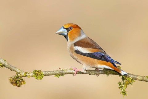 Hawfinch (Coccothraustes coccothraustes), male, with blue decorative feathers and grey-blue beak,