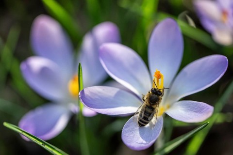 Elfin crocus (Crocus tommasinianus) with honey bee (Apis mellifera), Emsland, Lower Saxony,