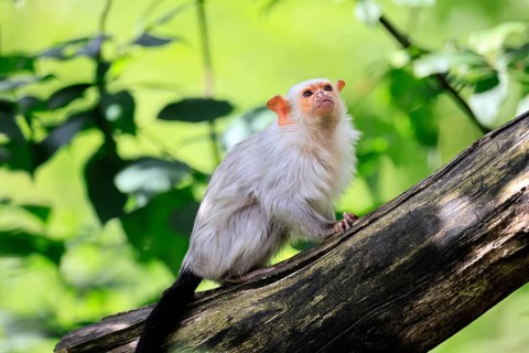 Silver marmoset (Mico argentatus, Syn.: Callithrix argentata), silver marmoset, adult, tree trunk,