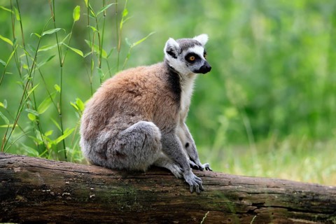 Catta (Lemur catta) adult, sitting on tree, Magaskar