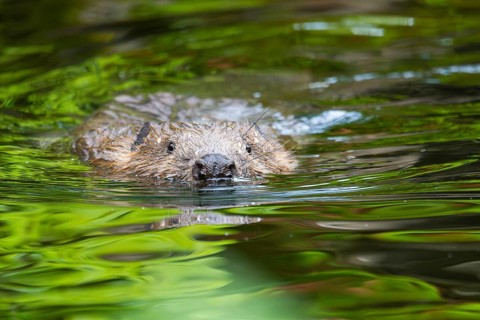 Eurasian beaver (Castor fiber) swimming on a lake, Bavaria, Germany, Europe