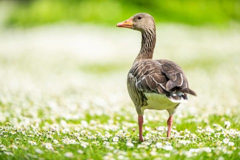 Greylag goose (Anser anser) on a field, Franconia, Bavaria, Germany, Europe