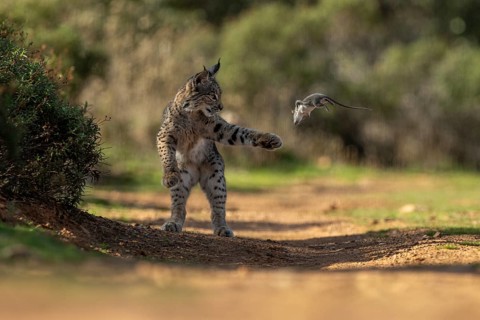 Lynx pardinus, young male, with rat in mouth, prey, La Mancha, Spain, Europe
