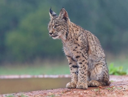 Young lynx (Lynx pardinus) at the watering hole, Castilla-La Mancha, Spain, Europe