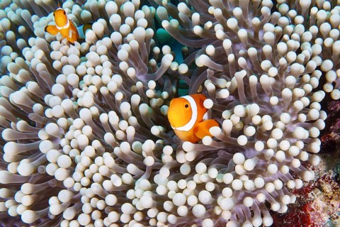 A pair of Ocellaris Clownfish (Amphiprion ocellaris), Nemo, swimming in a beautiful sea anemone,