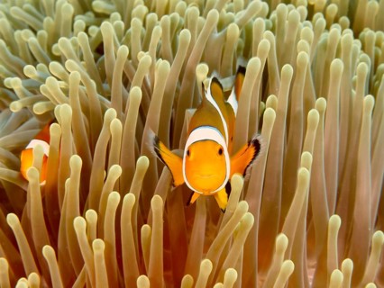 Two Ocellaris Clownfish (Amphiprion ocellaris), Nemo, swimming through a dense sea anemone, dive