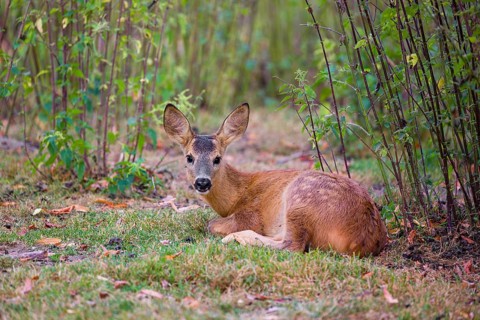 A roe deer fawn (Capreolus capreolus) rests in nettle thicket
