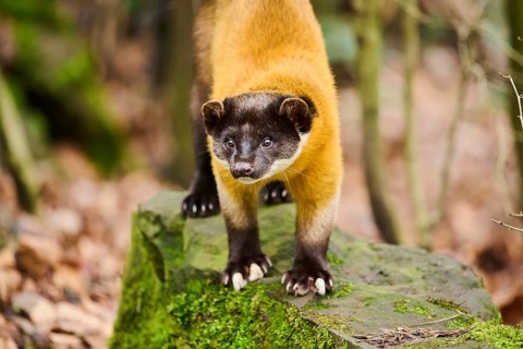 Yellow-throated marten (Martes flavigula)on a rock, Germany, Europe