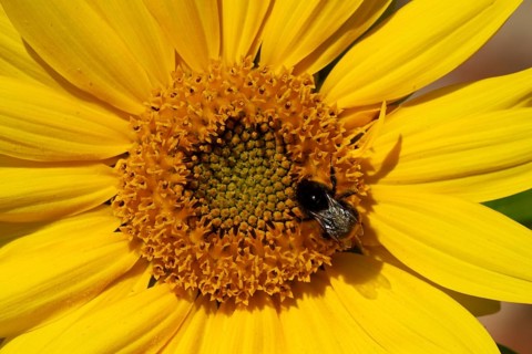 Red-tailed bumblebee (Bombus lapidarius) adult bee feeding on a Sunflower flower in an urban garden