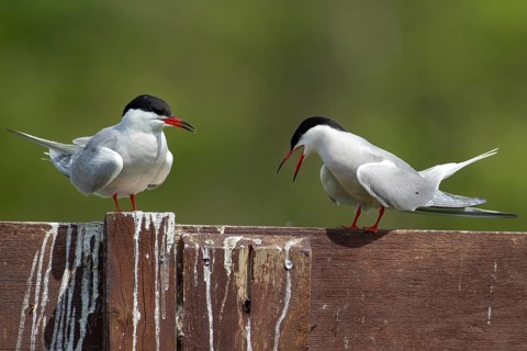 Common tern (Sterna hirundo) two adult birds during their courtship love display in the summer,