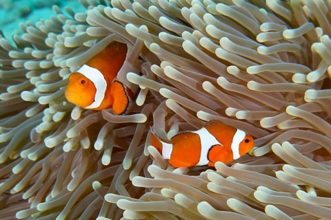 Two Ocellaris Clownfish (Amphiprion ocellaris), Nemo, resting in the protective arms of a sea