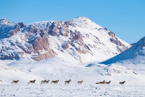 Marco Polo sheep (Ovis ammon polii) in snowy habitat, Pamir-Argali, Pamir wild sheep, Pamir