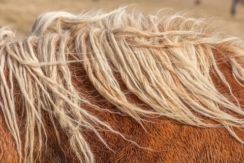 A horse with long, white hair on its head. The hair is twisted and messy, giving the horse a wild