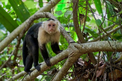 White-shouldered capuchin monkey (Cebus capucinus) Costa Rica