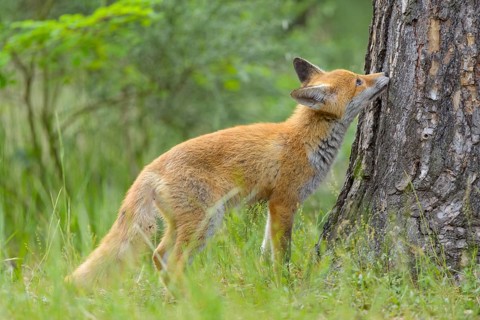 Red fox (Vulpes vulpes), young fox sniffing curiously at a tree trunk in the green forest, summer,