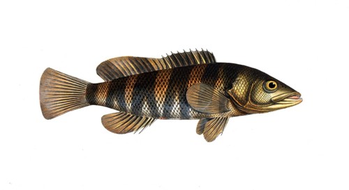 Fish, Fish, Genus of Hussar Fish, Holocentrus fasciatus, the banded Sogo, the double streaked