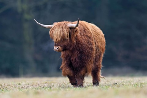 Highland cattle (Bos taurus), adult animal standing in a meadow, Switzerland, Europe