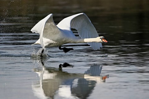 Mute swan (Cygnus olor), taking off from the water, Flachsee, Switzerland, Europe