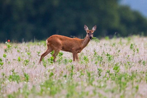 Roe deer (Capreolus capreolus), doe in a fallow field, eating a plant, Hesse, Germany, Europe