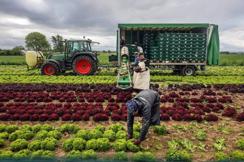 Soest, Sauerland, North Rhine-Westphalia, Germany - Vegetable cultivation, harvest helpers