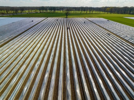 Wesel, North Rhine-Westphalia, Germany, Harvest workers from Eastern Europe harvest the first