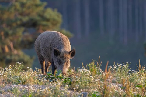 One adult wild boar or wild pig (Sus scrofa) searching for food on a flowering meadow in late