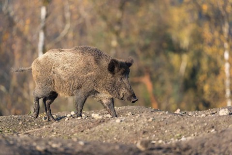 One wild boar or wild pig (Sus scrofa), walking over an opening in early morning light, searching