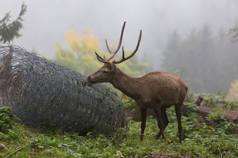 Young red deer buck with small antlers in a forest. Licking on a roll of metall fence lying in the