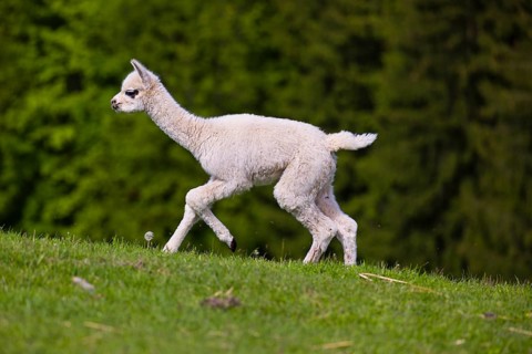 One young Alpaca (Vicugna pacos) runs uphill on a fresh green meadow . A green forest in the