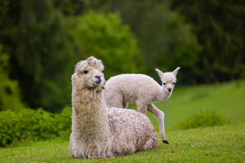 One white female Alpaca (Vicugna pacos) lies a on a fresh green meadow, one young stands next to