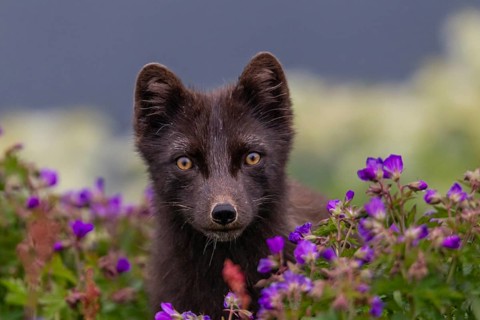 Dark arctic fox (Vulpes lagopus), ice fox, standing in a flower meadow, frontal, summer,