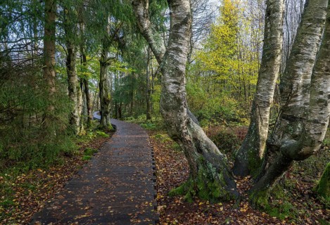 Boardwalk through bog birch forest (Betula pubescens), Schwarzes Moor, near Fladungen, Bavarian